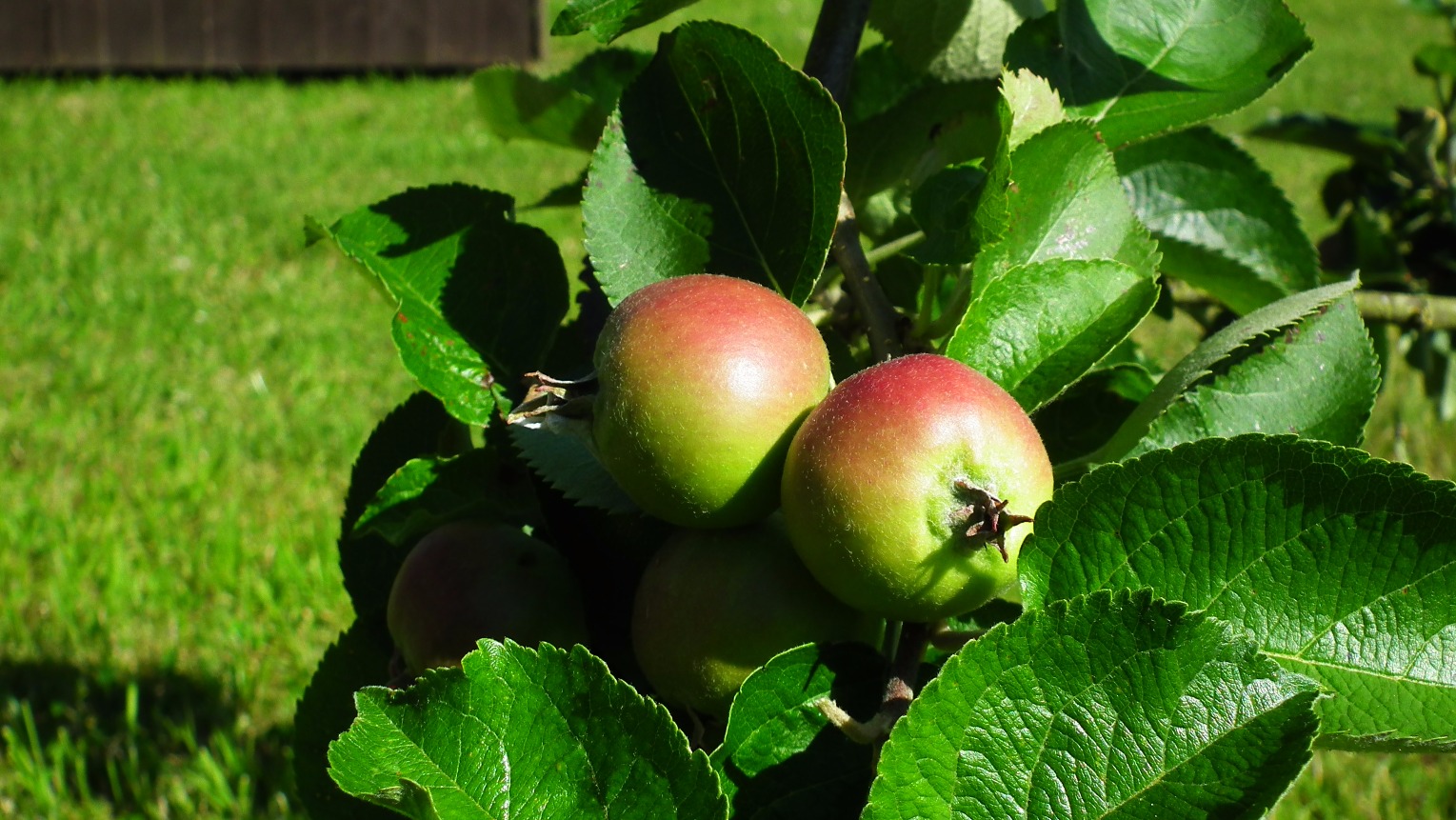 Apples