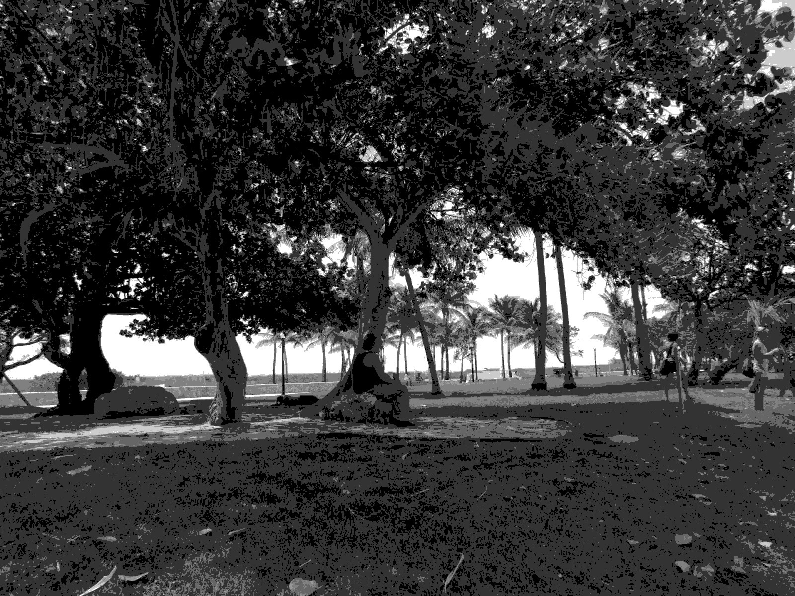 Shadeful Trees
