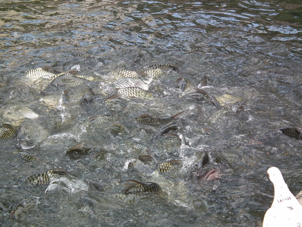 Feeding Fish